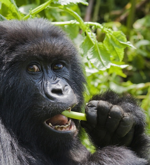 En kvinnelig gorilla fra Umubano-gruppen i Rwandas Parc National des Volcans, og lever av villselleri