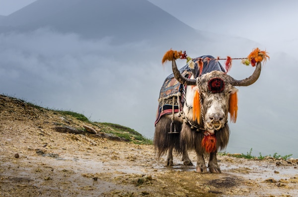 En jakokse som står i de høye fjellene i Tibet