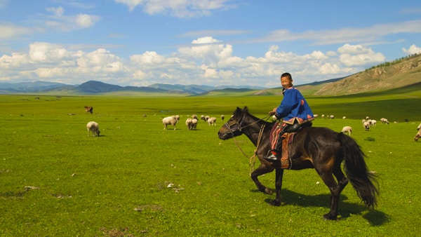 Mongolsk gutt som gjeter sin flokk med sauer / geiter.