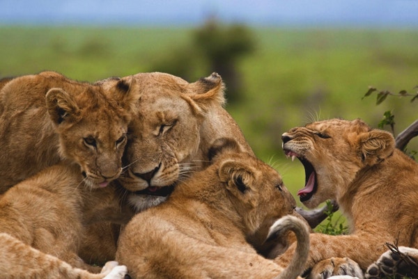 Løvefamilie i Afrika.