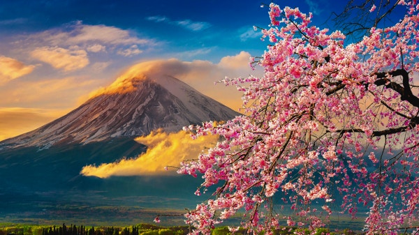 Fuji-fjellet og kirsebær blomstring om våren, Japan.