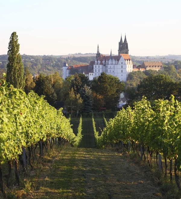 Sachsen Meissen Albrechtsburg vingård i høst