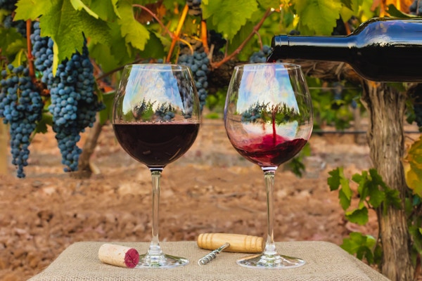 Foto av rødvin som helles i glass fra flaske foran uskarp bakgrunn på en vingård rett før høsting, med en hengende gren av druer. Ved glassene ligge en kork og vintage korketrekker