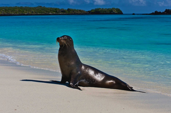 En Galapagos- sjøløve, på Espanola Island Beach, Galapagos.