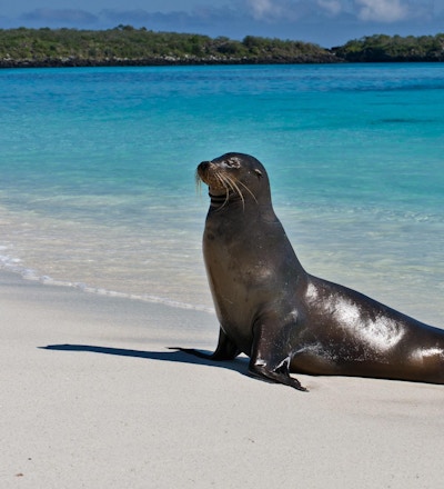 En Galapagos- sjøløve, på Espanola Island Beach, Galapagos.