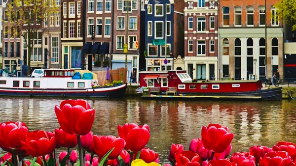 Vakkert landskap med tulipaner og hus i Amsterdam, Holland (gratulasjonskort - konsept)