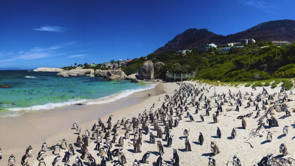 Boulders Beach i Simons Town, Cape Town, Sør-Afrika. Vakre pingviner.