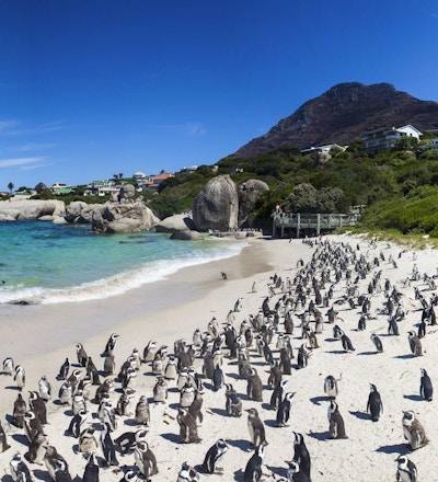 Boulders Beach i Simons Town, Cape Town, Sør-Afrika. Vakre pingviner.