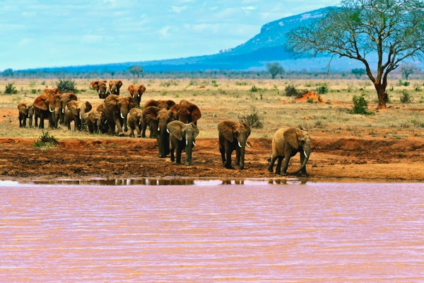 Elefanter langs elvebredden i Tsavo East National Park i Kenya