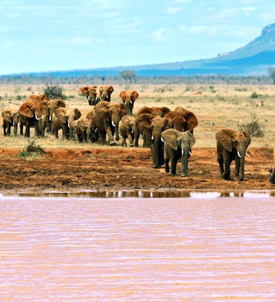 Elefanter langs elvebredden i Tsavo East National Park i Kenya