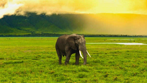 Elefant som passerer med den høye skråningen til ngorongoro-krateret i ryggen og solen som lyser opp scenen