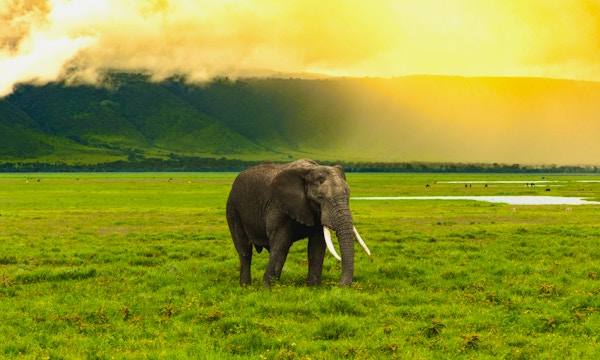 Elefant som passerer med den høye skråningen til ngorongoro-krateret i ryggen og solen som lyser opp scenen