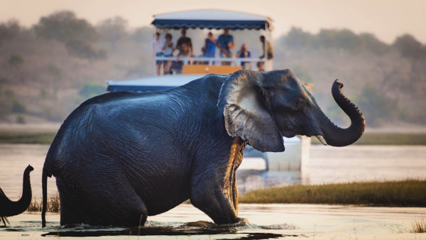 Turist som ser på en elefant som krysser en elv i Chobe nasjonalpark i Botswana, Afrika; Konsept for reisesafari og reise i Afrika