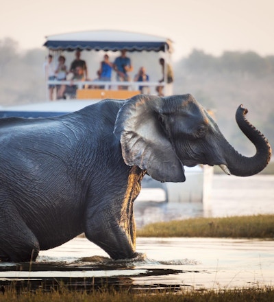 Turist som ser på en elefant som krysser en elv i Chobe nasjonalpark i Botswana, Afrika; Konsept for reisesafari og reise i Afrika