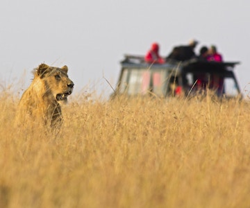 En løvinne som stirrer utover savannen med en safaribil i bakgrunnen