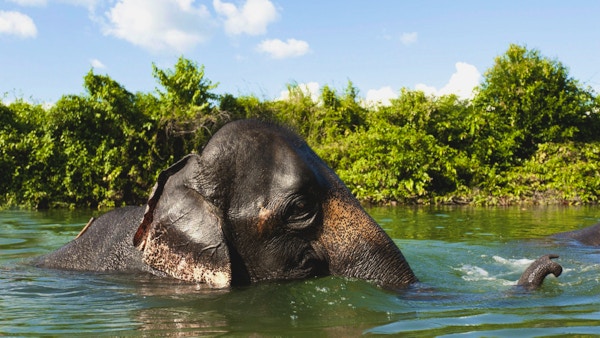 Asiatisk elefant som spruter med vann mens du tar et bad