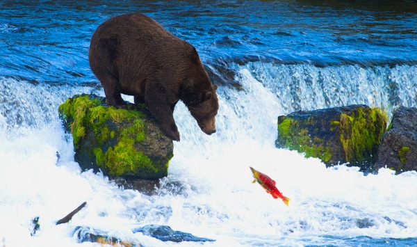 Grizly Bear på Alaska