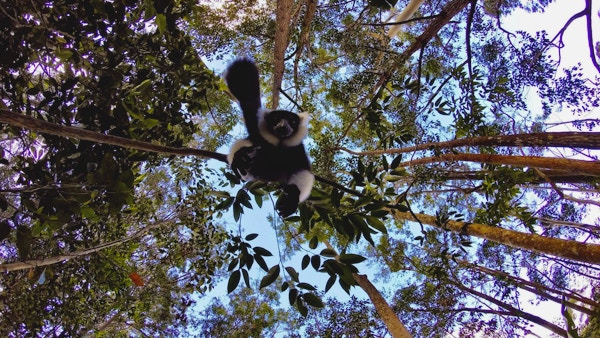 Dyreliv i skogen på Madagaskar