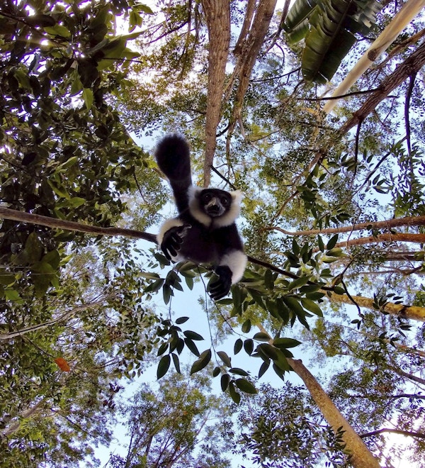 Dyreliv i skogen på Madagaskar