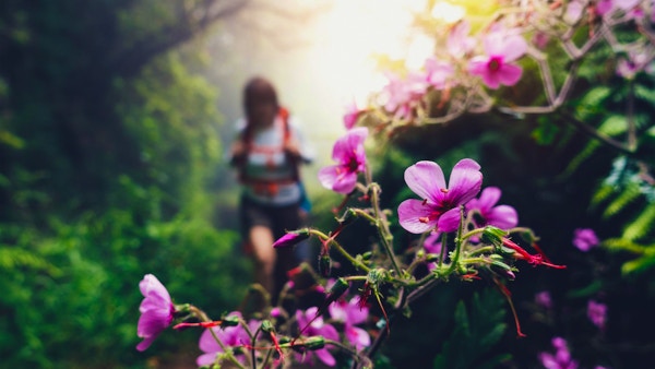 Defokusert turgåer som går gjennom den tåke skogen på Madeira (Levada do Caldeiré Verde). Vakre rosa villblomster i forgrunnen.