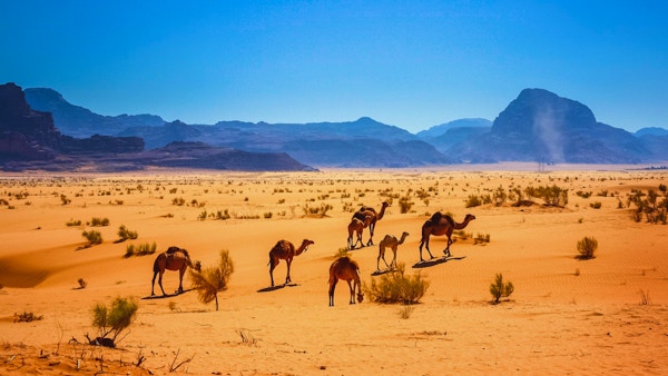 Foto av en liten flokk dromedarkameler i Wadi Rum-ørkenen i Jordan.