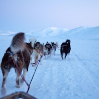 Hunder i spann gjennom snødekt landskap