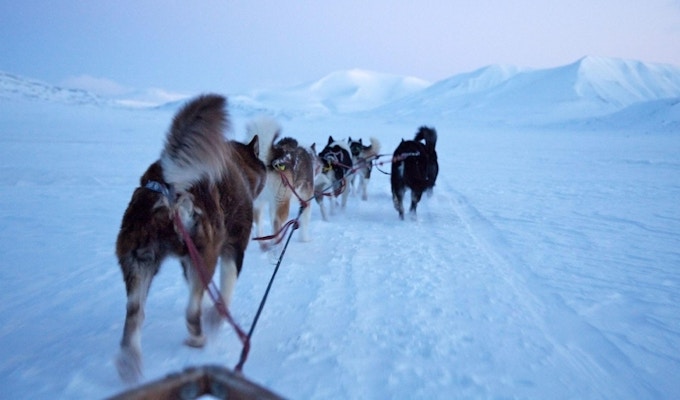 Hunder i spann gjennom snødekt landskap