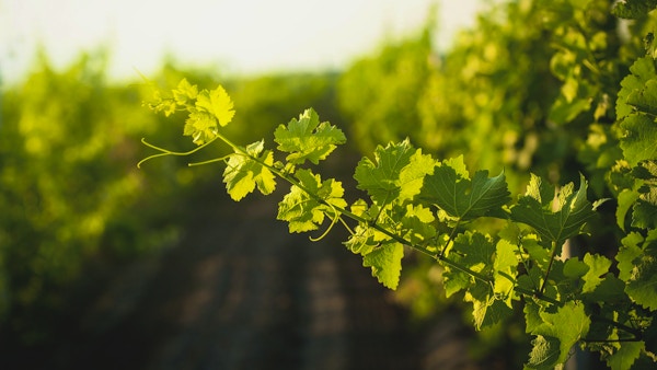 Drueblader i en solrik vingård