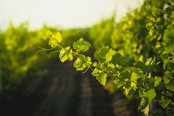 Drueblader i en solrik vingård