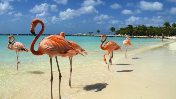 Flamingoer som står nær sjøen på en strand i Aruba.