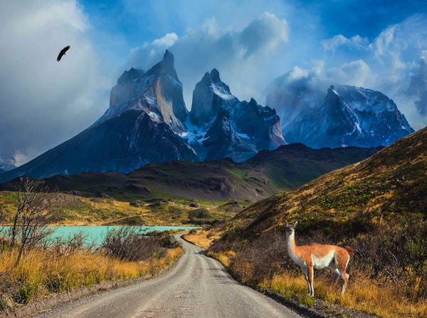 Chile, Patagonia, Torres del Paine nasjonalpark - biosfærereservatet. En oppmerksom guanaco står i veikanten ved innsjøen Pehoe