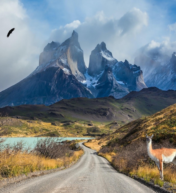 Chile, Patagonia, Torres del Paine nasjonalpark - biosfærereservatet. En oppmerksom guanaco står i veikanten ved innsjøen Pehoe
