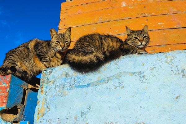 To katter i morgensolen som hviler på veggen, Marokko, Nord-Afrika