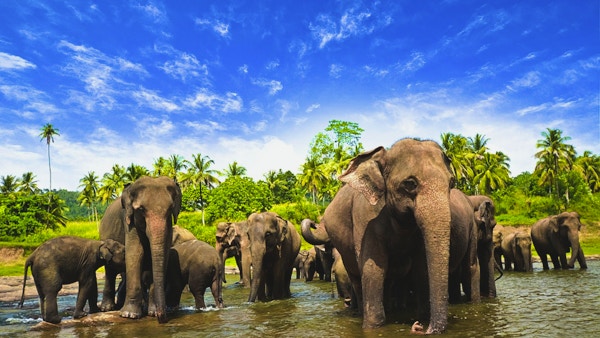 Elefantfamilie