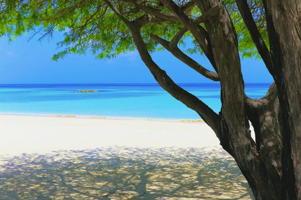 En tropisk strand med et tropisk tre på paradisøya Aruba utenfor Barbados i Det karibiske hav