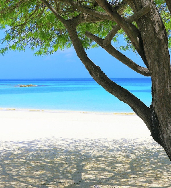En tropisk strand med et tropisk tre på paradisøya Aruba utenfor Barbados i Det karibiske hav