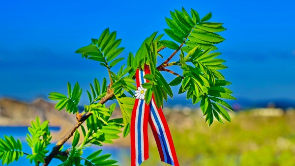 Rowan tree springblader mot blå himmel og havbakgrunn med norsk 17-mai-bånd. Norges grunnlovsdag feires 17. mai