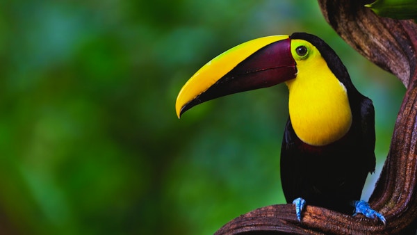 Nærbilde av en tukan, også kjent som swainson's tukan, i regnskogen på Costa Rica.