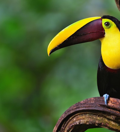 Nærbilde av en tukan, også kjent som swainson's tukan, i regnskogen på Costa Rica.