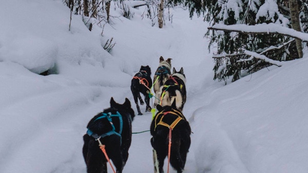 Fem hunder trekker fotografen på en sti i snøen