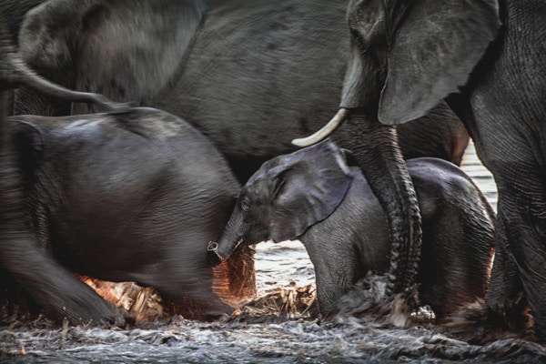 Bevegelsesuskarphet av elefanter som krysser en elv.
