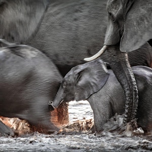 Bevegelsesuskarphet av elefanter som krysser en elv.