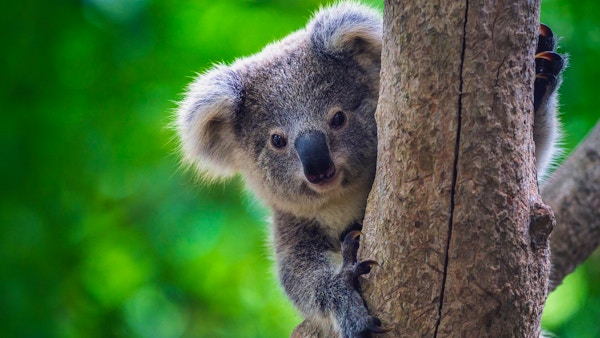 I Healesville Sanctuary lever koalabjørnene i sitt naturlige habitat.