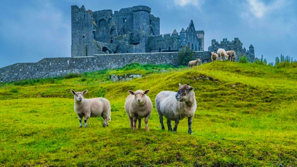 Arkivfoto av sauer med ruinene av katedralen ved Cashel -klippen i bakgrunnen, i Irland, på en overskyet dag.