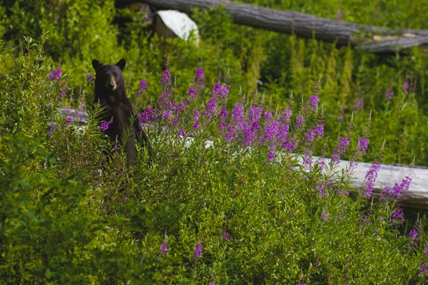 En svartbjørn står ved siden av sykkelstien ved Whistler Bike Park i British Columbia, Canada.