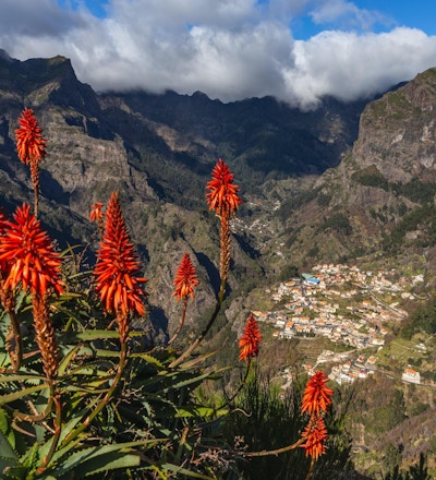 Topp utsikt over en fjellandsby Curral das Freiras med røde blomster på forgrunnen, Madeira