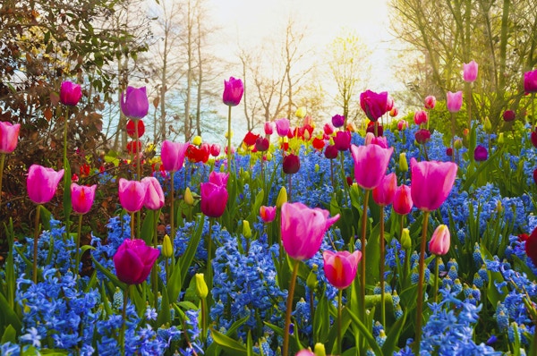 "Flerfargede vårblomster i en park. Plasseringen er Keukenhof-hagen, Nederland. Andre tulipanbilder:"