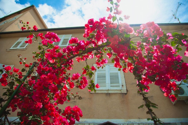 Rosa og røde bougainvilleablomster foran et gammelt hus med vindu med hvite skodder på en solfylt gate i byen.