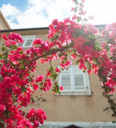 Rosa og røde bougainvilleablomster foran et gammelt hus med vindu med hvite skodder på en solfylt gate i byen.