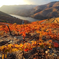 Vinranker i høstfarger og elv i dalbunnen